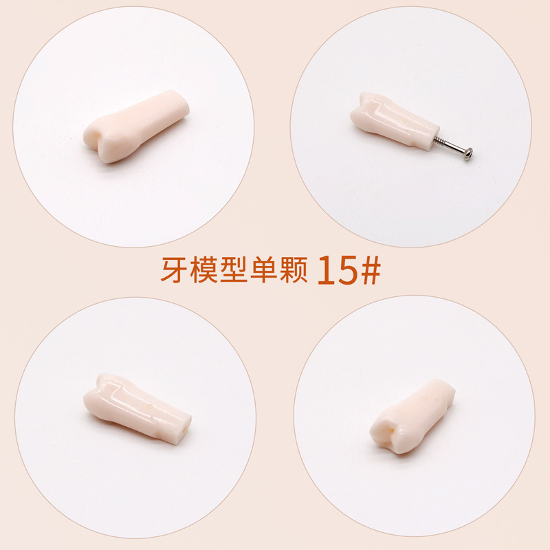 Práctica dental resina de partículas dentales dispersa simulación de partículas dentales de resina dientes aislados dientes enteros 28 / 32 partículas dentales