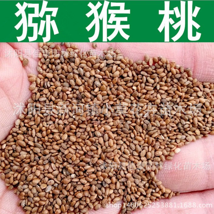 Виноградная шелковица личи Вишня Папайя питайя киви