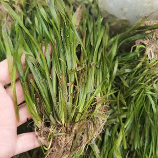Bitter Grass, Cold-Resistant Dwarf Bitter Grass, Long-Leaf Pole Grass, Environmental Engineering Water Quality Purification, Aquatic Plant Bitter Grass Seedlings