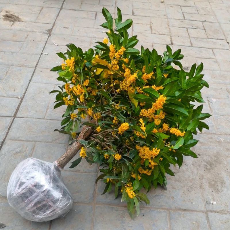 桂花树苗桂花苗盆栽金桂四季桂室内外浓香型阳台花卉绿植庭院盆景