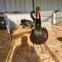 �F؛�������w�^�p�����Z�� ������۳�������Z��С���Z�������l