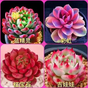 ���Ժá��������ֲ��ʺ�t��ʯ�������k�����̨�Gֲ��������