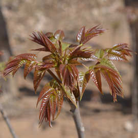南北方种植香椿苗 黑油香椿树苗  易成活 效益好 耐旱