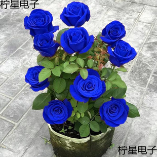 �{ɫ����Ϙ�ֱ�lõ�廨�_���ϸ������ļ��ش��҃��¼���������