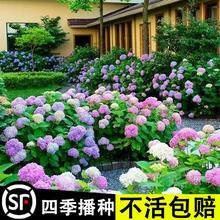 򻨷NmļⲥNͥԺNֲɫ