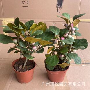 С������䅲���������Ԏ����l؛�Gֲ�辰���l�ҾӔ[���ļ������