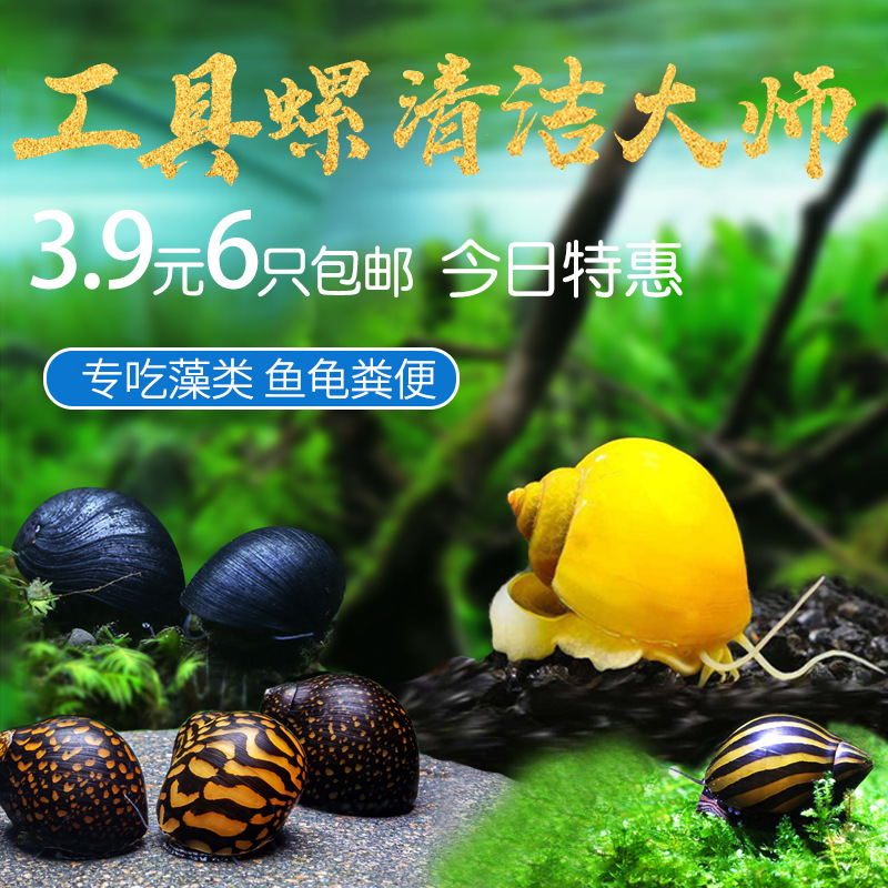 黄金螺除藻螺观赏螺鱼缸清洁黑金刚吃藻苹果斑马螺吃粪工具淡水螺
