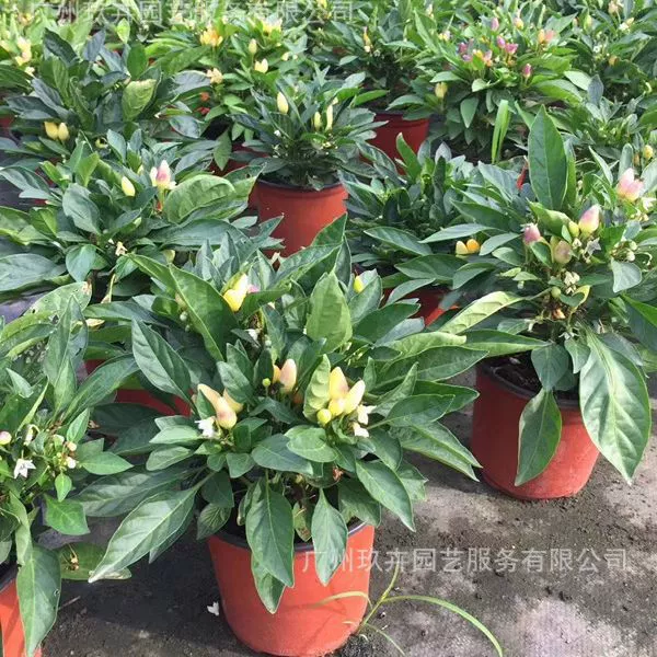 Цвет перец фрукты листва завод двор балкон офис Настольный небольшой горшок завод