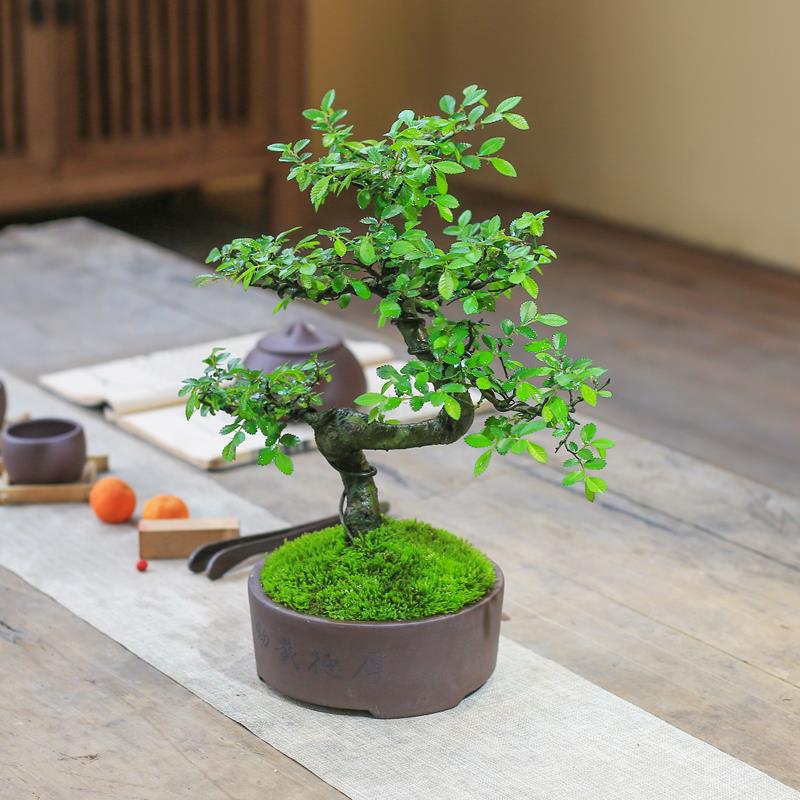 老桩造型榆树盆栽小叶榔榆树苗盆景桌面观叶绿植室内客厅庭院绿植