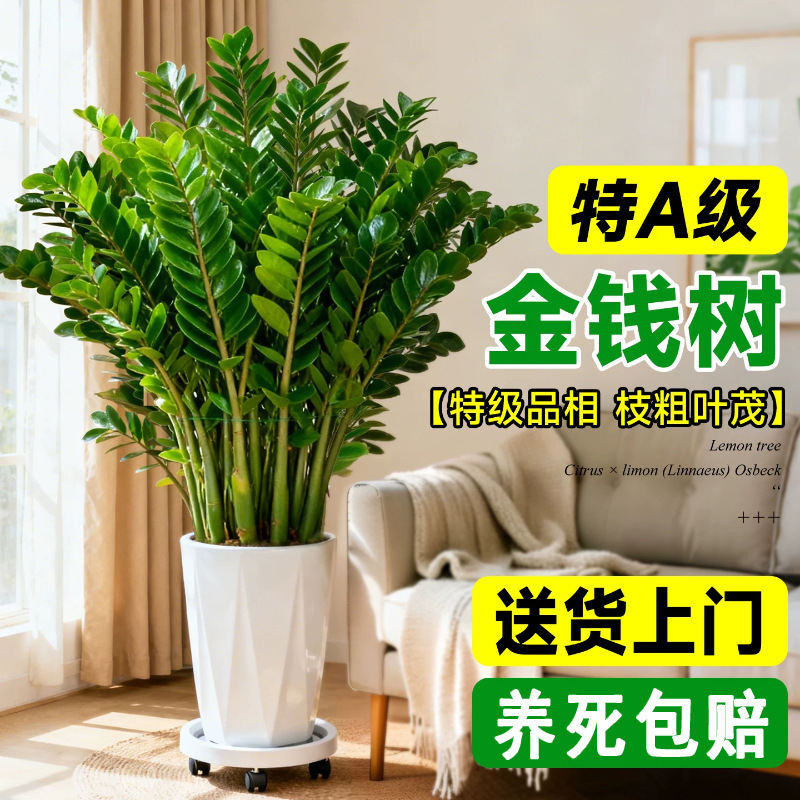 Premium Money Tree Large Green Plant for Indoor Living Room and Office, Removes Formaldehyde, Brings Wealth and Prosperity, Ideal for Housewarming Gifts, Large Potted Plant