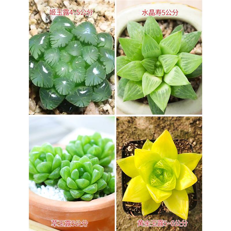 지유루 + 크리스탈 장수 + 풀 옥 + 금 [훌륭한 가치]