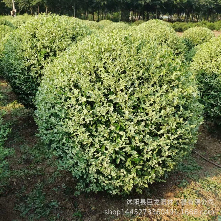 Yinji Xiaoxiaomiao база прямых продаж Yinji Xiaoxiaomiao зеленый сад инженерные саженцы ландшафт Yinji Xiaoxiaomiao