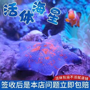 Starfish Pet Wild Seawater Fish Tank Mini Marine Life Ornamental Animal Sand Starfish Independent Station