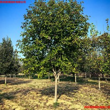 出售玉兰苗 紫玉兰苗 红玉兰苗 白玉兰树苗黄玉兰花树苗 耐寒植物