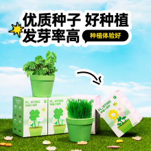 【定制】儿童益智玩具小学生礼物奖品室内绿植种植观察植物盆栽