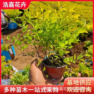 Golden Flame Spiraea in Stock, Shrub for Flower Beds and Borders, Landscaping Garden Plant, Golden Mountain Spiraea Seedlings