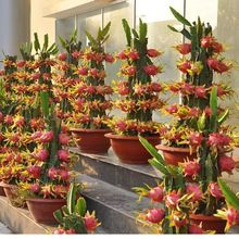 红心火龙果苗盆栽红肉地栽庭院阳台南方北方种植果树苗当年结果