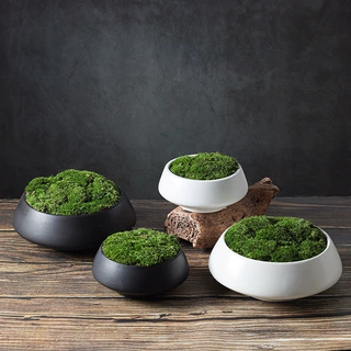 陶瓷盆微景观创意盆景摆件家用客厅茶室永生苔藓售楼处盆栽装饰品