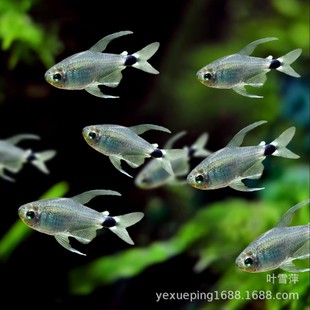 ���¹���~�����M��С��Ⱥ����������Bˮ���~�׻��w�^�p�~���l