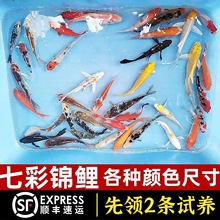 锦鲤鱼活鱼观赏鱼种大型红白冷水淡水好养耐活金鱼红鲤鱼小鱼苗