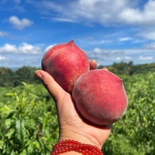 高山老奶奶露天黑美人水蜜蜜桃当季水果新鲜5斤彩箱攀枝花火焰桃