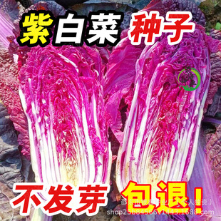 �ϰײ˷N����ɫ��ײ�С�ײ�ԭ�b�ļ��߲˴�ȫ�����l�ļ��߲˷N��