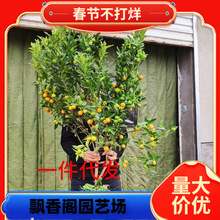 һ�����l��Ƥ��ێ����l؛���Ԙ����ļ������ʳ���������Ƥ����