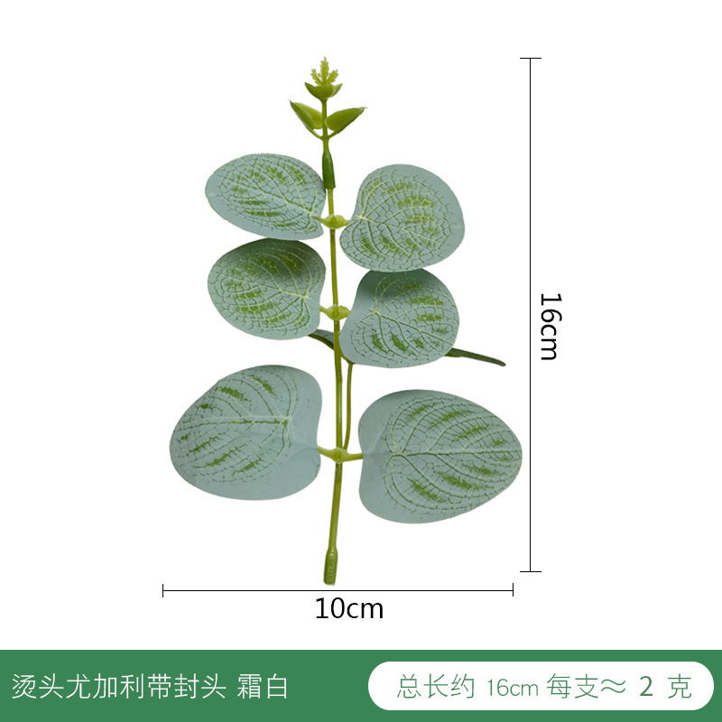 烫头尤加利带封头 霜白