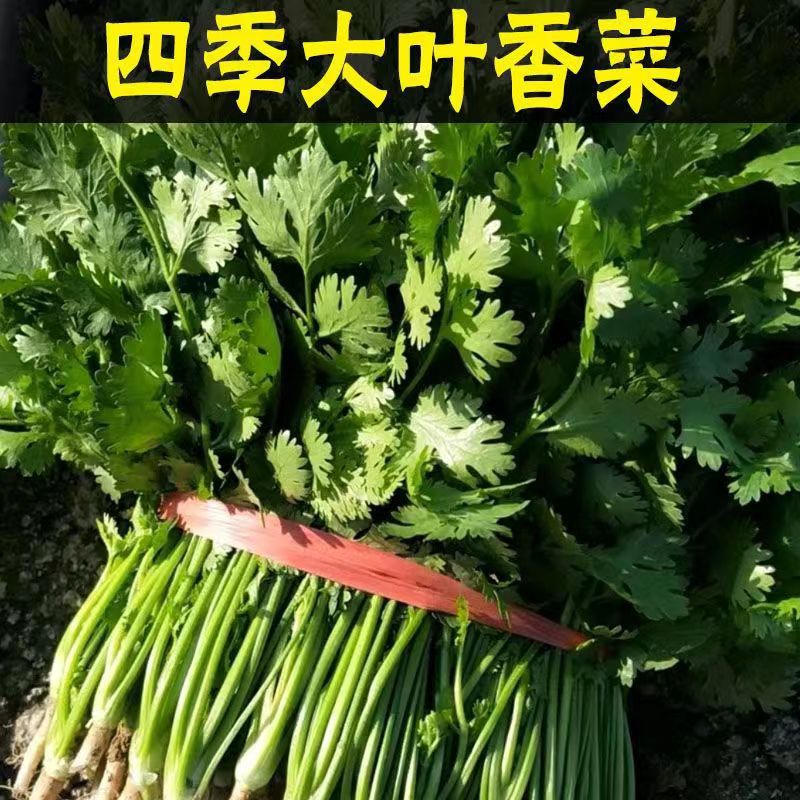 香菜种子大全农家盆栽苗大叶芫荽种籽四季食用香菜籽蔬菜种籽种孑