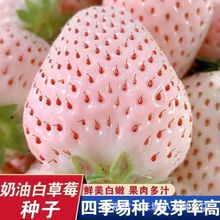 ���Ͱײ�ݮ�N�Ӵ������ļ���ݮ�N��ˮ���ʺ��ݮˮ���N��