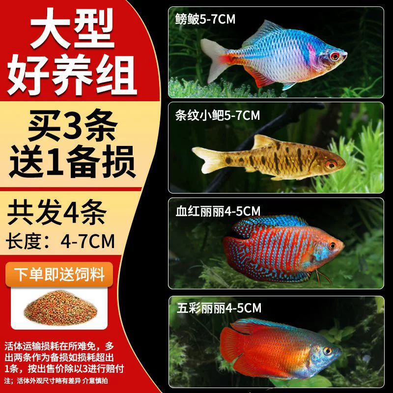 Саженцы холодноводной рыбы Yulan Shoujian, живая рыба, мелкая пресноводная, хорошее кормление, живая рыба Lili, Manlonfish