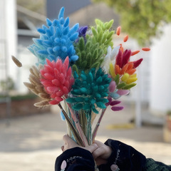 Perennial Rabbit Tail Grass Dried Flower Wholesale Dog Tail Grass Real Flower Nordic Style Cross-border Indoor Decoration Photography Prop