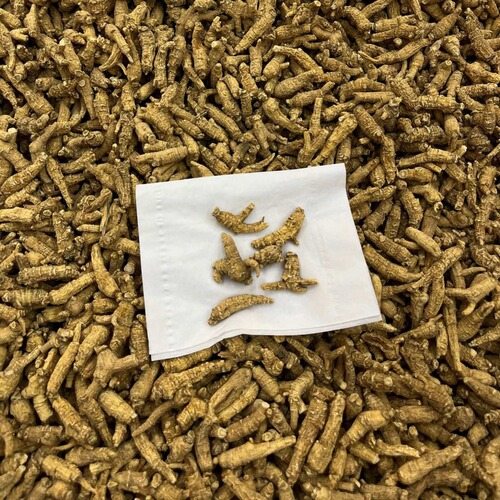 Wholesale Canadian ginseng, one dollar per piece of Canadian ginseng, net red ginseng, American ginseng, recruiting agents, dropshipping one piece at a time.