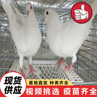 �S��ֱ�۰������N�� �Ɍ��������B�^�p�� ��������������w��ƽ��