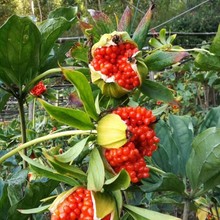 �ؘ�����ؘǉK�o�����ș�ķN��С�����ԷN�����~һ֦����ѿ���l