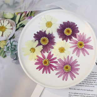 Margaret Dried Flower Embossed Daisy Drop Glue DIY Handmade Real Flower