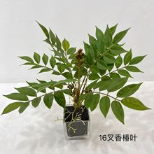 仿真绿植软装植物 香椿叶漆树叶 榕树叶紫藤叶墙森系插花厂家批发