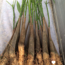 发财树原生苗包邮超实惠辫子发财树盆栽室内绿植净化空气