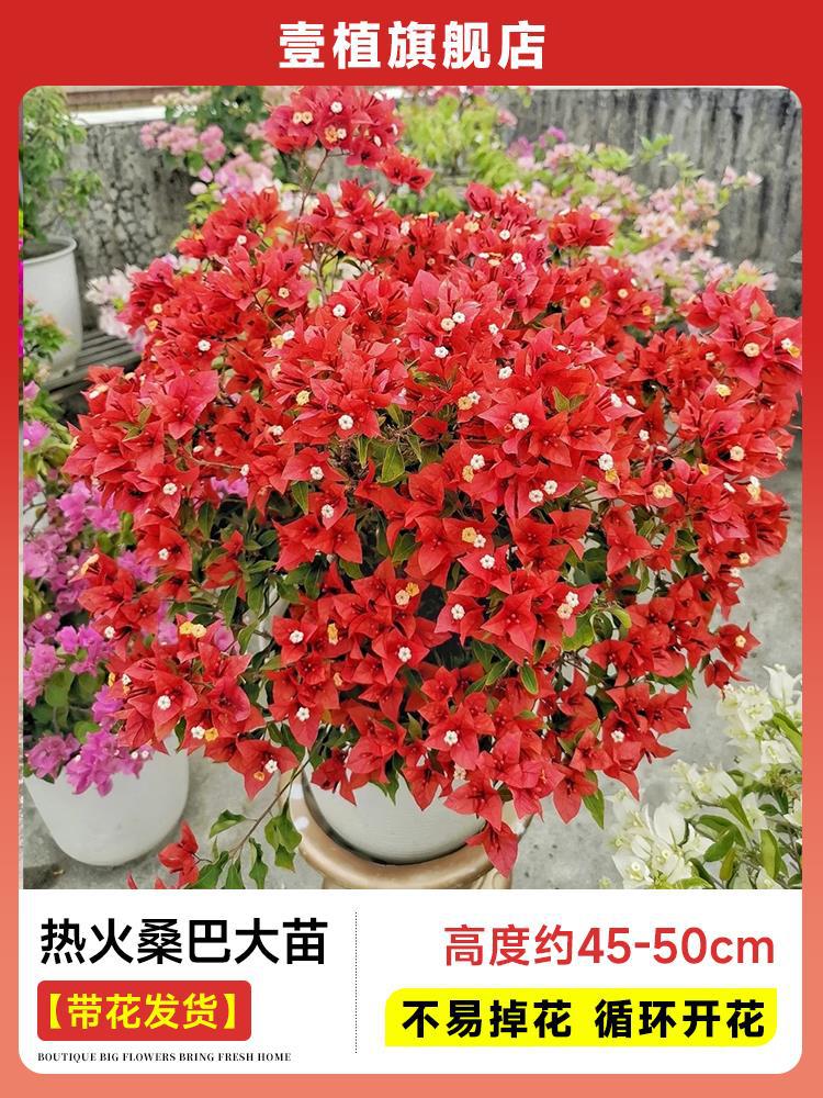 [꽃과 함께 배송] 열창 삼바 모종 [45-50cm丨꽃이 쉽게 떨어지지 않음丨반복적으로 꽃이 피는다]