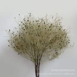 [Dried Rose] Dried Rose Gracilaria