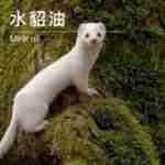 ���ҹ�Ӧˮ���� Mink Oil ������ԭ�� ��������  ��ӭ��ѯ