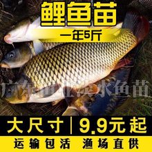 稻田黄肉黑鲤鱼苗草鱼皖鱼花白鲢鱼螺丝青鱼活体本地淡水养殖食用