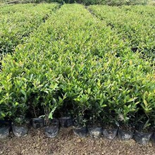 شlС~ĸt|ϵɻʸҎRȫ