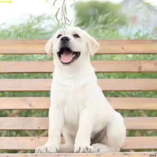 批发定制拉布拉多护卫犬宠物活体狗狗巡回犬导盲犬中型工作犬幼崽
