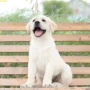 定制活体拉布拉多宠物巡回犬