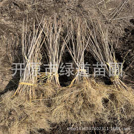 苗圃基地供应黄柏树苗东北黄菠萝小苗耐寒耐旱黄檗苗木