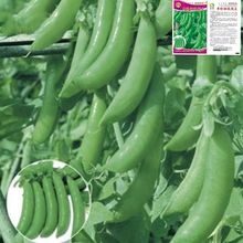 ���㶹�N��ˮ���ʹ�����Բ��㶹���v�ඹ���㶹���ļ����߲˷N��