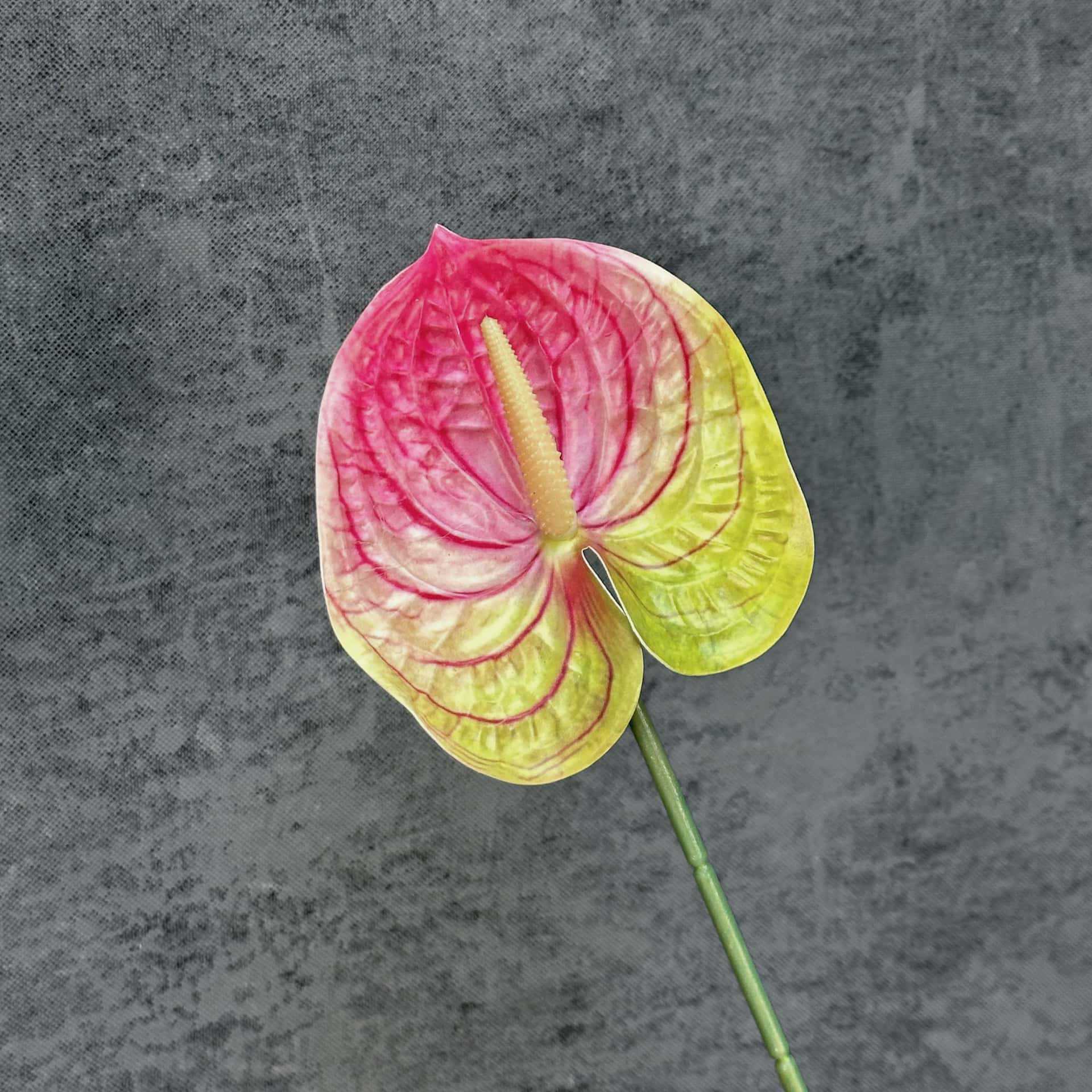 Decoración de Escenarios de Boda con Anturios Simulados, Decoración del Hogar, Accesorios de Fotografía, Adornos de Flores Artificiales en 3D para Venta al por Mayor