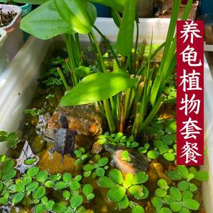 �B��ˮ��ˮ����ˮ��ֲ���̨ͥԺ�B�~�r�ӝ��^�V����ˮ�|ͦˮֲ��