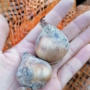 Wholesale Narcissus Bulb Seedlings Seeds by Weight, Domestic Narcissus Garden Cold-Resistant Plant Bulbs, Popular Supply